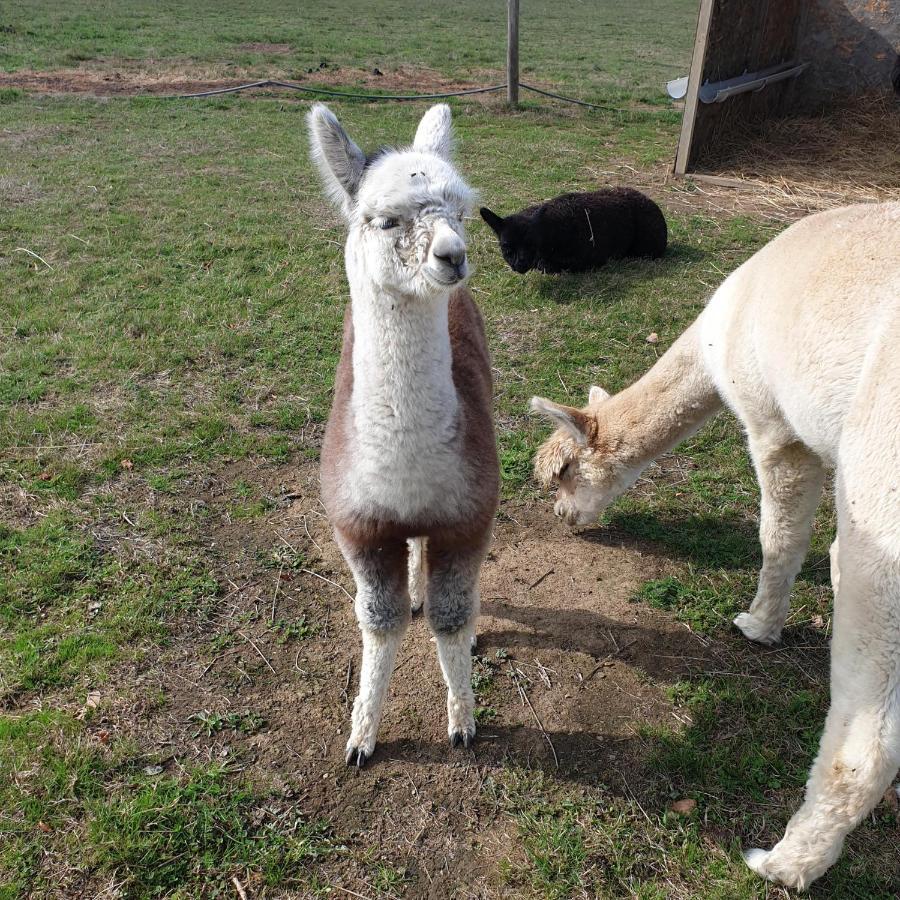 The Alpaca B&B Chalais  Zewnętrze zdjęcie