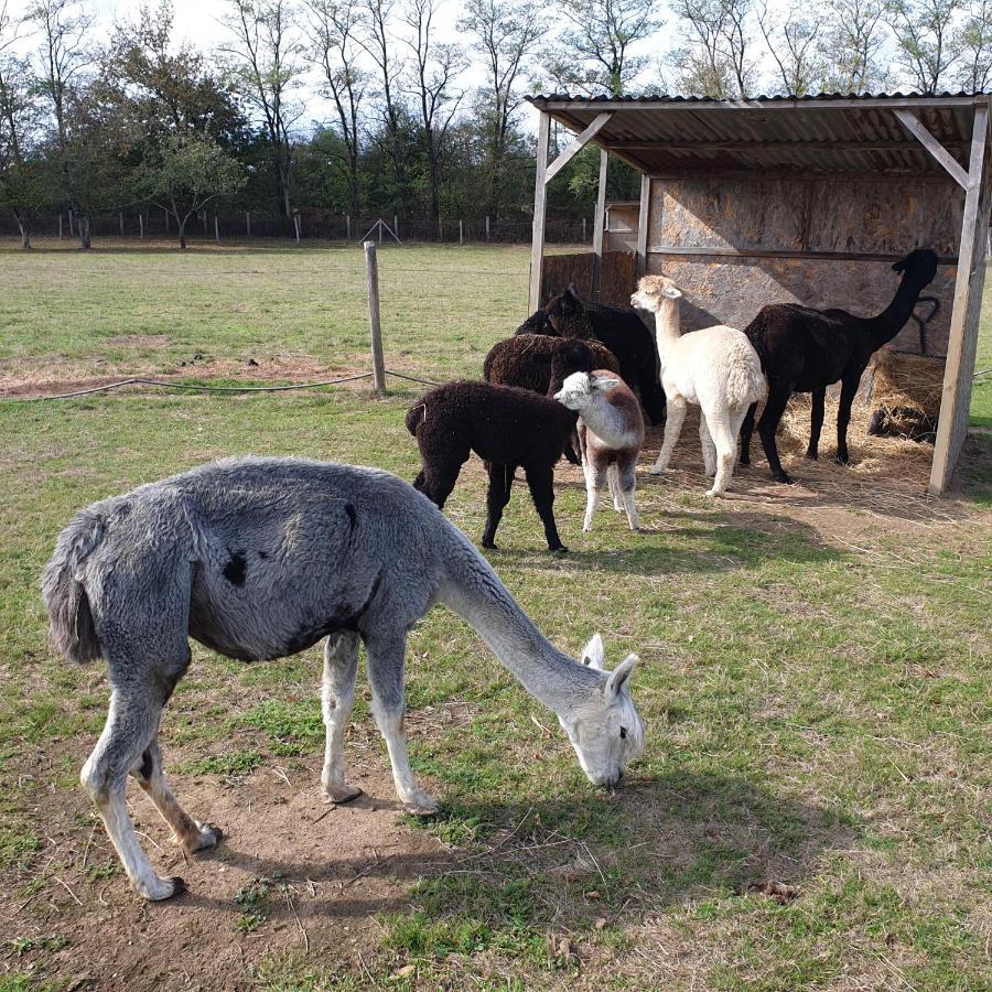 The Alpaca B&B Chalais  Zewnętrze zdjęcie