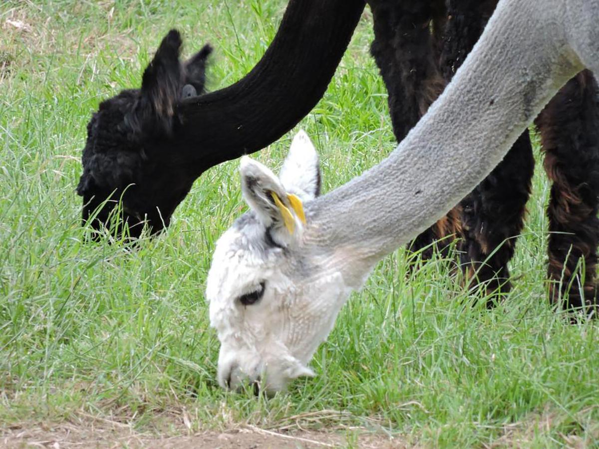 The Alpaca B&B Chalais  Zewnętrze zdjęcie