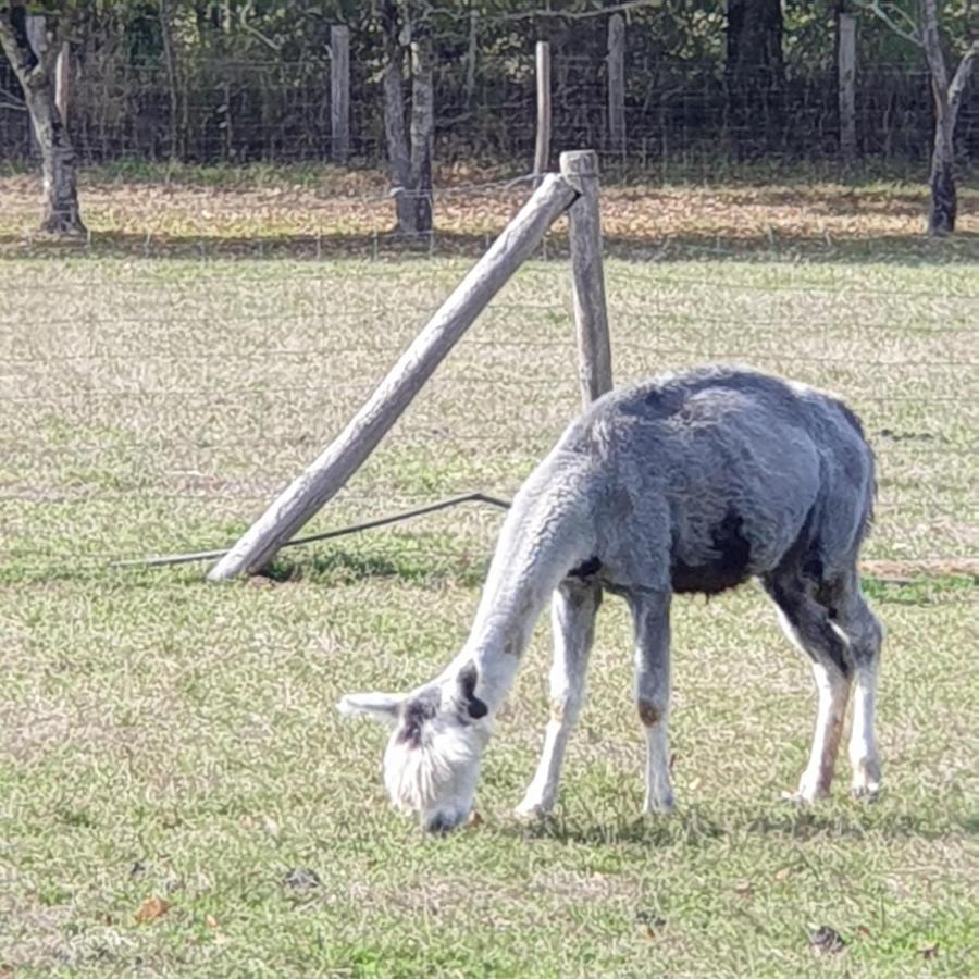 The Alpaca B&B Chalais  Zewnętrze zdjęcie
