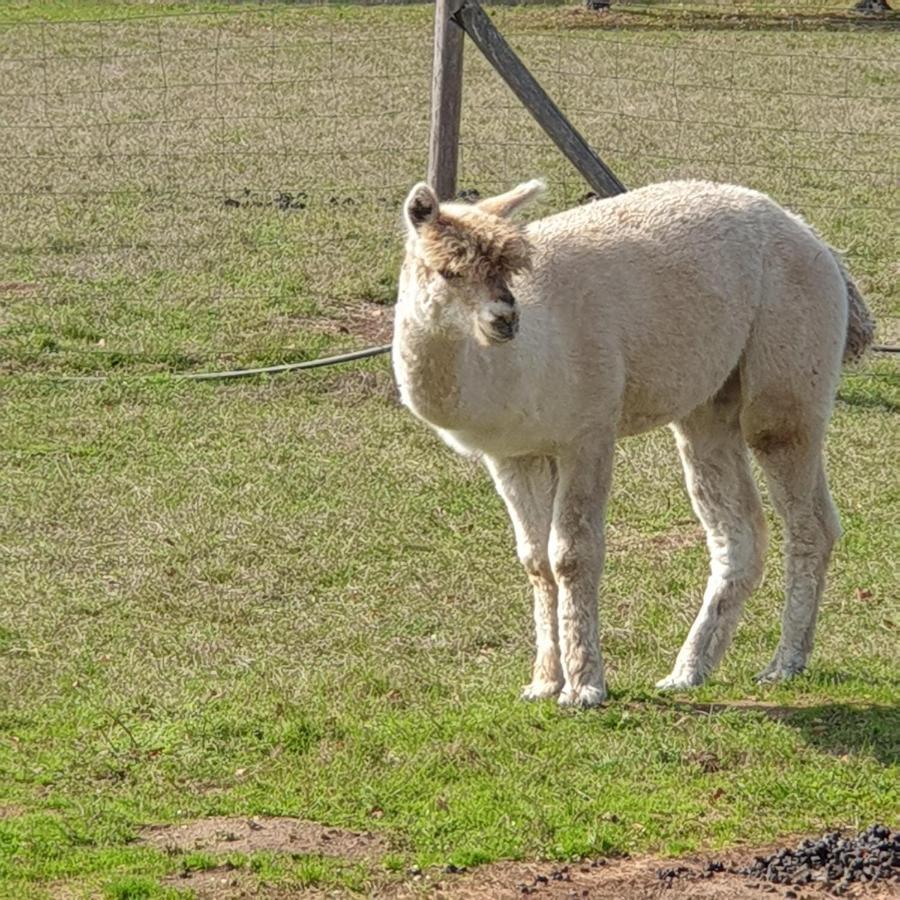 The Alpaca B&B Chalais  Zewnętrze zdjęcie