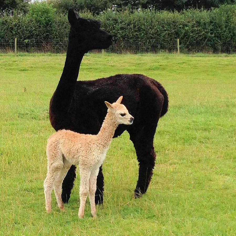 The Alpaca B&B Chalais  Zewnętrze zdjęcie